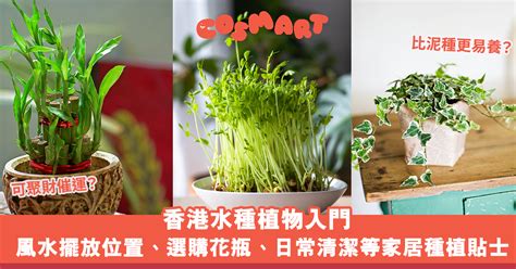 香港水種植物|風水植物｜不只富貴竹！7款招財/招桃花植物推介+不可不知風水 